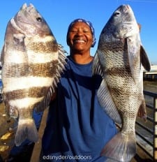 Kathy Barraza of Houston took these nice drum and sheepshead on shrimp