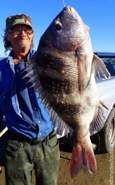 Mike Logan of Conroe TX caught this nice 19inch sheepshead on shrimp