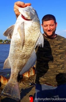 Texarkana TX angler Josh Douglass fished berkely gulp for this nice 24inch drum