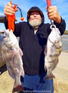 US Postal worker Al Jurica took these nice keeper eater drum on a Miss Nancy shrimp