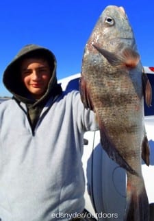 Woodlands TX angler Trey Benavides caught this nice drum on shrimp