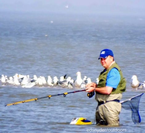 Bay wader massaging the bottom for flounder