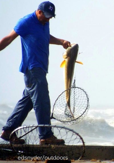 Gulf side wall angler reels in another bull red