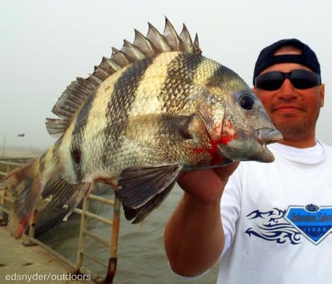 Houston angler Salvador Hernandez fished live shrimp to nab this nice sheepshead