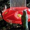 hummer_0