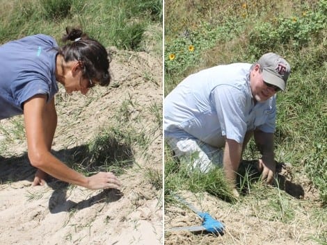 Sifting through the sand to locate the nest.