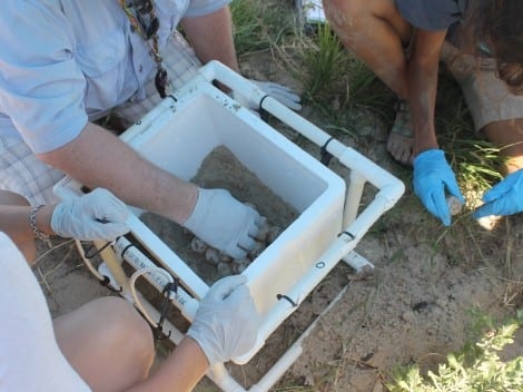 Dr. Marshall placing the eggs in a sand filled container.