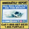 turtle_0