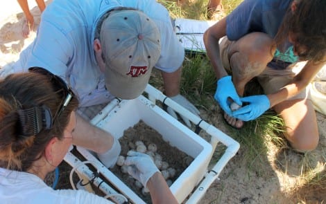 Recovery of eggs from Loggerhead sea turtle nest on Bolivar