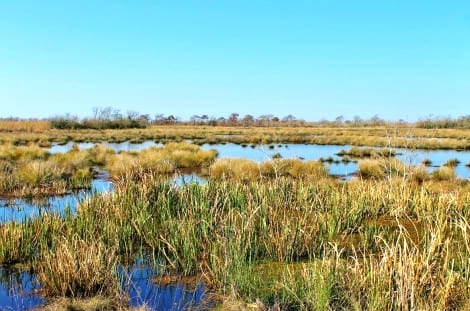 Photo of Turtle Bayou Nature Preserve