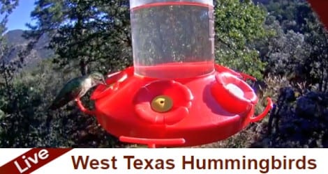 Live Hummingbird Cam