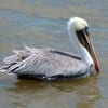 pelican_0