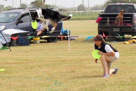 Disc Dogs Soar Again