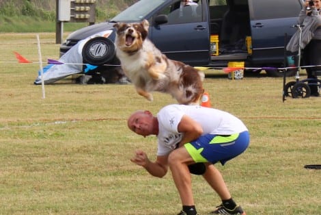 Disc Dogs Soar Again