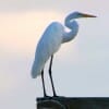 Christmas Bird Count