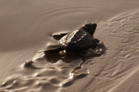 Beaches safer for baby sea turtles