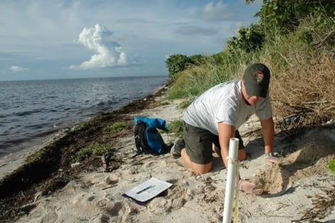 Beaches safer for baby sea turtles