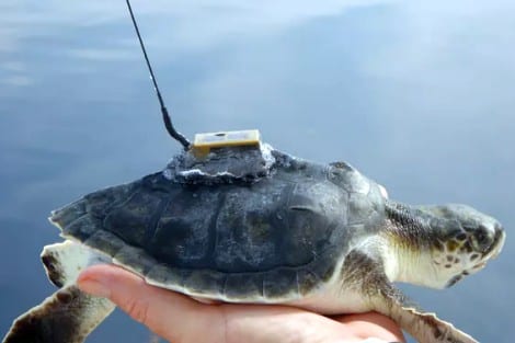 Beaches safer for baby sea turtles