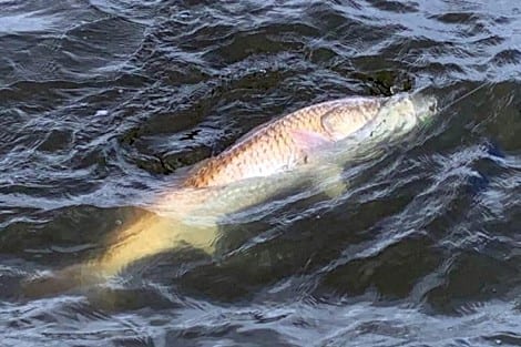 Reds don’t mind the fresh water.